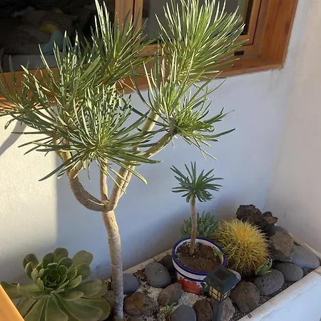 Lägenhet Cristianos Near Vistas Cactus 1 *